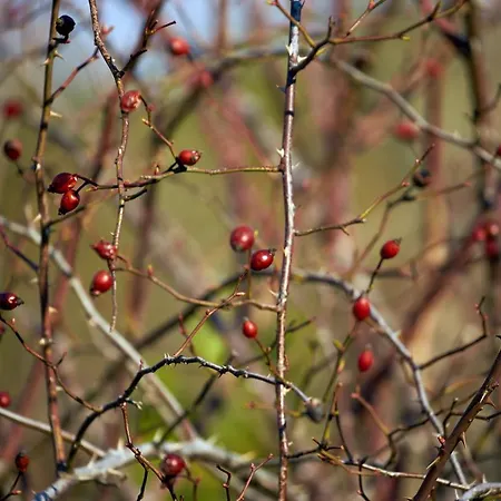Basaletto Agroturismo Asís