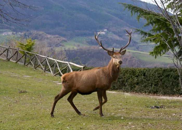 Basaletto Farm stay Assisi