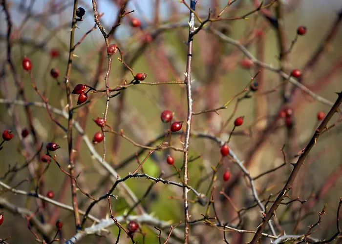 Basaletto Gospodarstwo agroturystyczne Asyż